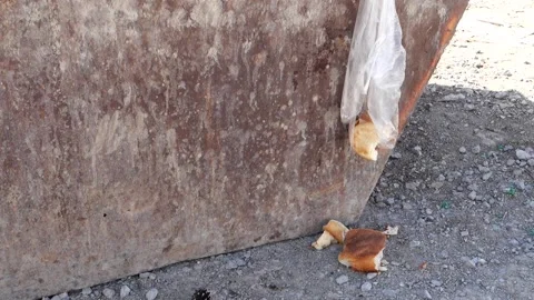 Stale bread pieces thrown away in the garbage container, bread waste, Stock Footage 179016016
