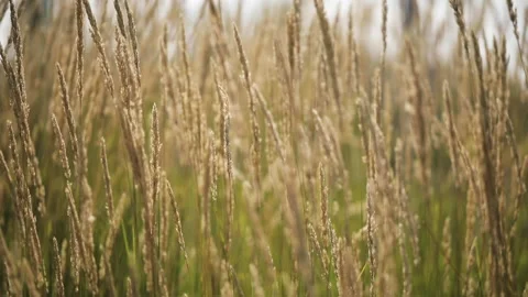 Stale grass on the field. Beautiful spikelets of a plant in the wild. Stock Footage 130266591