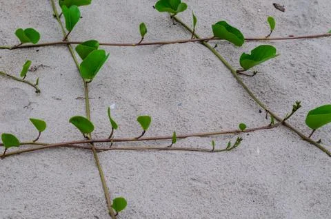 Stalk on beach Stock Photos