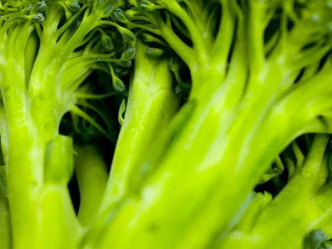 Stalk of broccoli Stock Photos