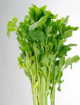 Stalk of celery on white background Foto stock