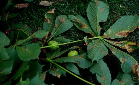The stalk of a chestnut tree with the chestnut fruit itself lies Stock Photos