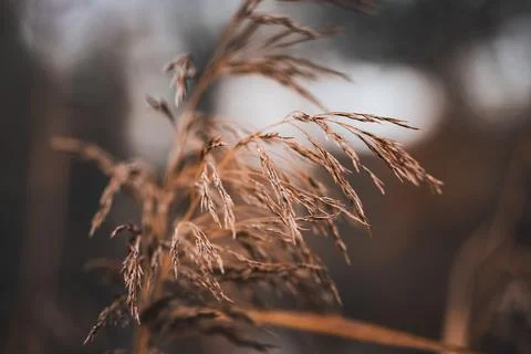 Stalk close up view Stock Photos