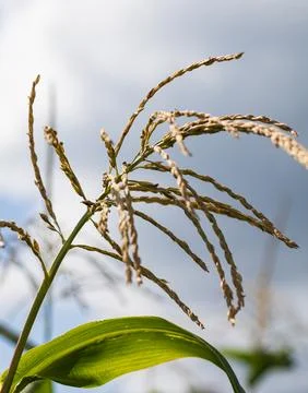 A stalk of corn with a green leaf and brown tips Stock Photos
