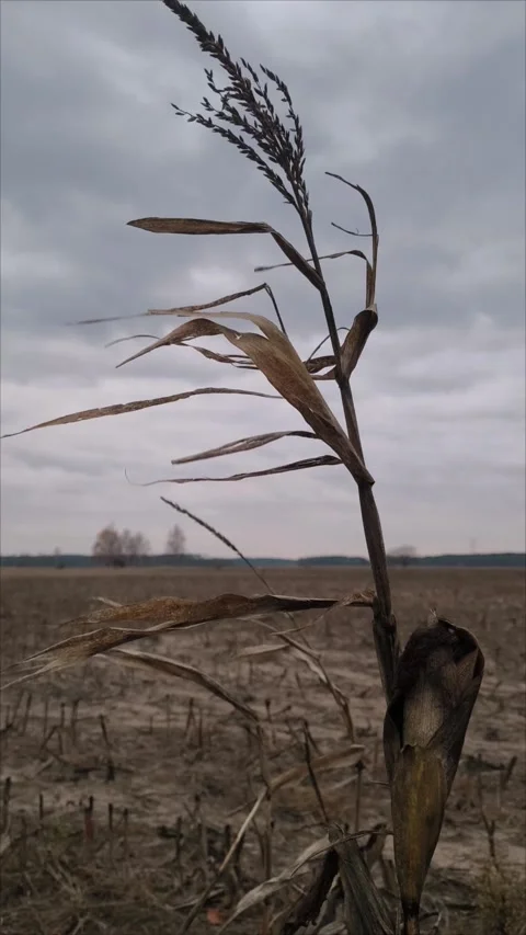 A stalk of dry corn. Corn field landscape. yellow ripe corn in the field Stock Footage 312120396