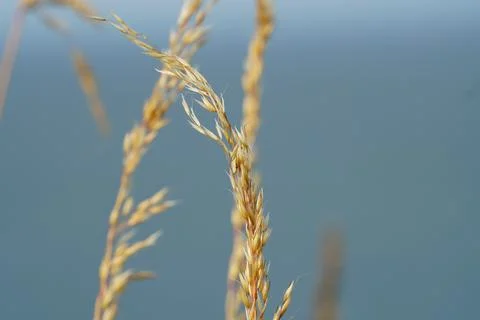 Stalk of grain Stock Photos