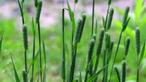 Stalk of grass on dark green background on light wind in sunny day Stock Footage 24805342
