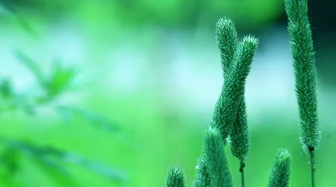 Stalk of grass on dark green background on light wind in sunny day Stock Footage 24805381
