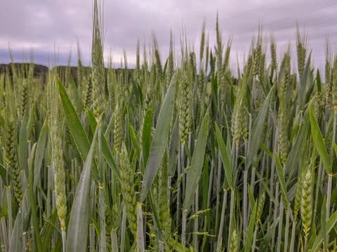Stalk head of young bread wheat growing in a farm field Stock Photos