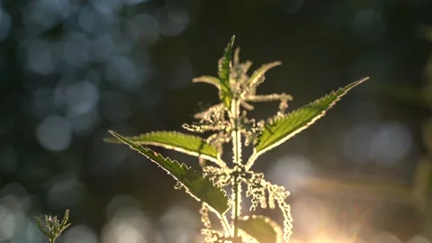 Stalk of nettles in the rays of the evening sun. The green leaves of the herb Stock Footage 137813329