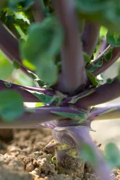 Stalk of plant, close-up Stock Photos
