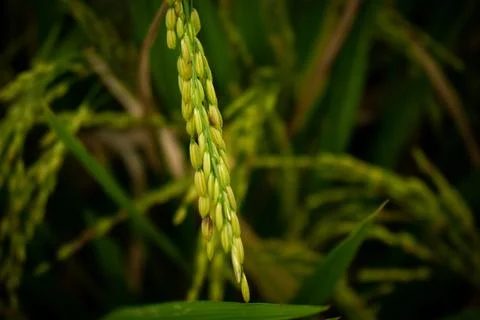 A stalk of rice Foto stock