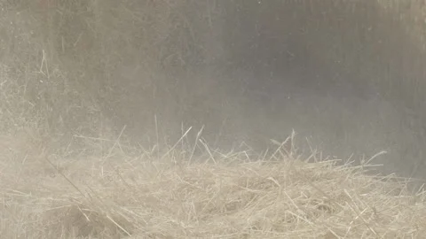 Stalk separation Video stock 151872831