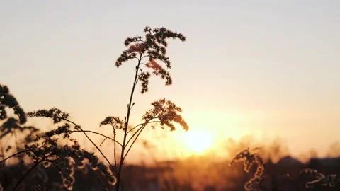 A stalk of a single dry blade of grass, close-up, in the evening sunset. Stock Footage 233008920