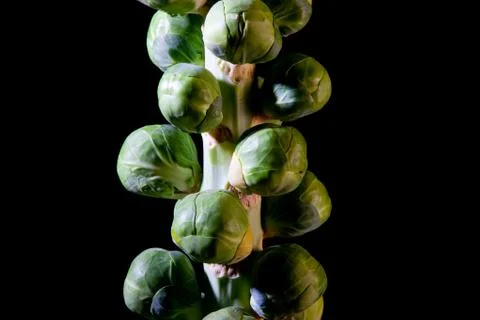 A stalk of sprouts Stock Photos