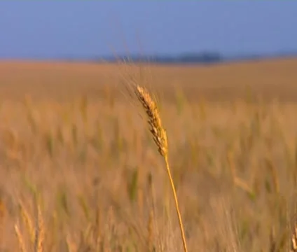 Stalk of Wheat Stock Footage 8521355