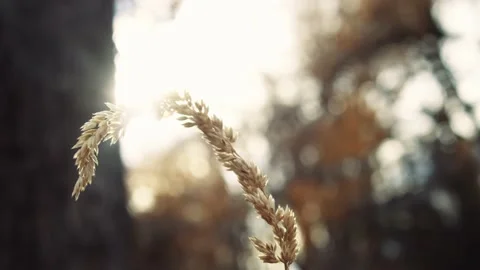 Stalk Of Wheat Stock Footage 220628889