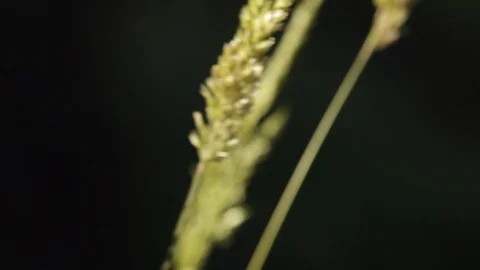 Stalk of wild grass Stock Footage 104878336