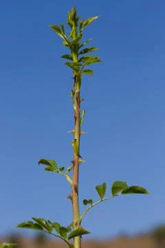 Stalk wild rose Foto stock