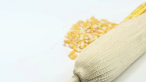 Stalk of yellow corn and dried corn Stock Footage 139817575
