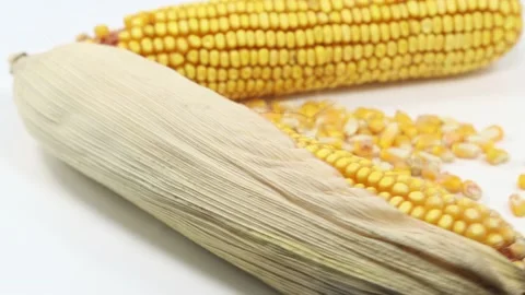 Stalk of yellow corn and dried corn Stock Footage 139817642
