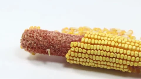 Stalk of yellow corn and dried corn Stock Footage 139817670