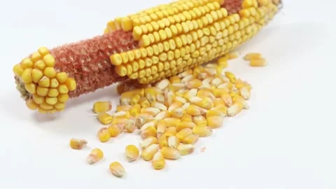 Stalk of yellow corn and dried corn Stock Footage 139817727