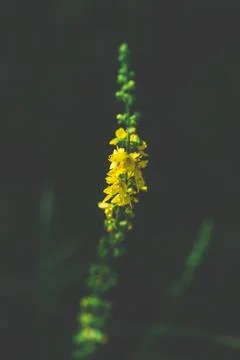 Stalk with yellow tiny flowers Stock Photos