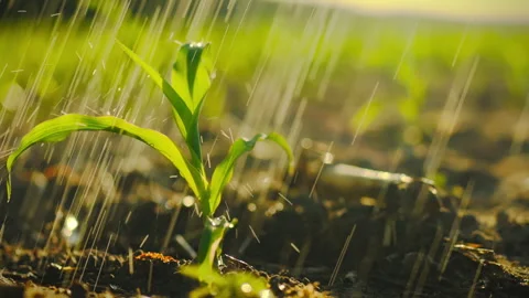 A stalk of young corn on a plantation field is watered. Corn seedling under Stock Footage 276576995
