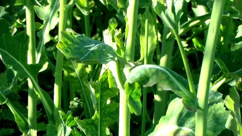 Stalk of a young rape close up. Oilseed rapeseed cultivated agricultural field. Stock Footage 75847137
