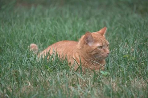 Stalking cat Stock Photos