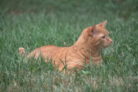 Stalking cat Stock Photos
