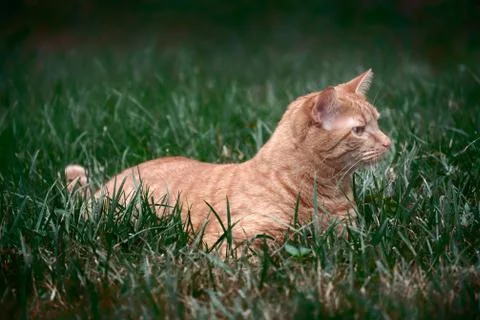 Stalking cat Stock Photos