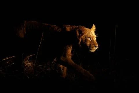Stalking lion Stock Photos