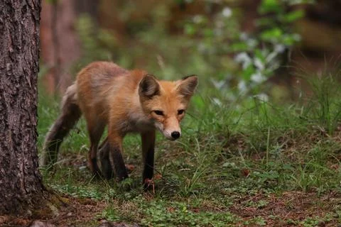Stalking Red Fox Stock Photos