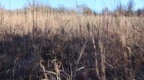 Stalking Shot Through Field Stock Footage 67897997