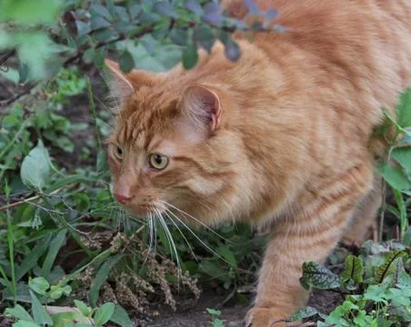 Stalking tabby Stock Photos