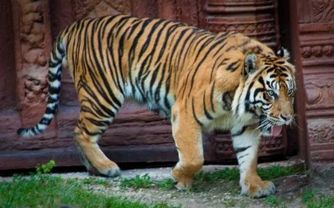 Stalking Tiger Stock Photos