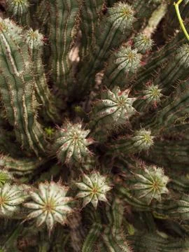 Stalks of cactus Stock Photos