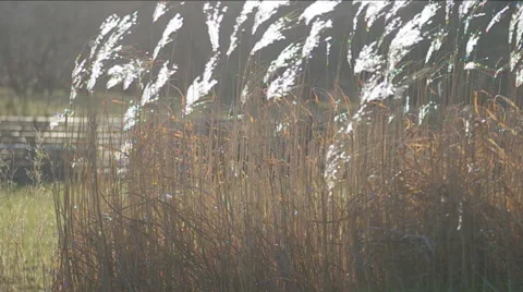 Stalks of cane. Stock Footage 47928040