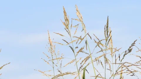 Stalks of corn on a blue sky Video stock 116503326