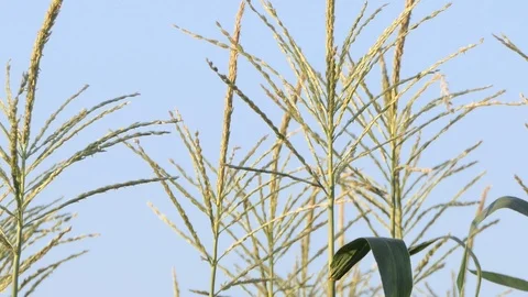 Stalks of corn on a blue sky 動画素材 116503347
