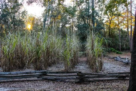Stalks of corn at sunset in a small plot Foto stock