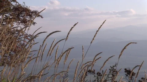 Stalks of Dry Grass Stock Footage 104012175