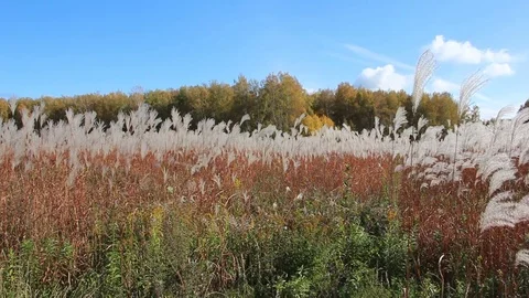Stalks a feather grass shaking on wind against of the sky and trees in autumn Stock Footage 80758388