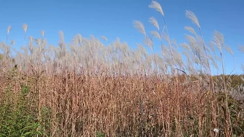 Stalks a feather grass shaking on wind against of the blue sky in autumn Stock Footage 80758477