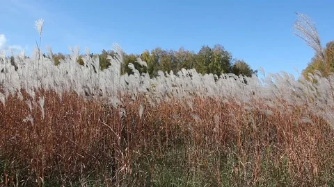 Stalks a feather grass shaking on wind against of the sky and trees in autumn Stock Footage 80758954
