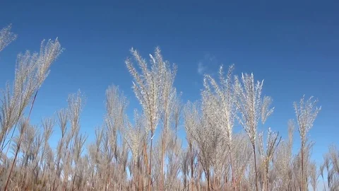 Stalks a feather grass shaking on wind against of the blue sky in autumn Stock Footage 80759275