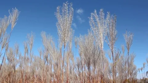 Stalks a feather grass shaking on wind against of the blue sky in autumn Stock Footage 80759343