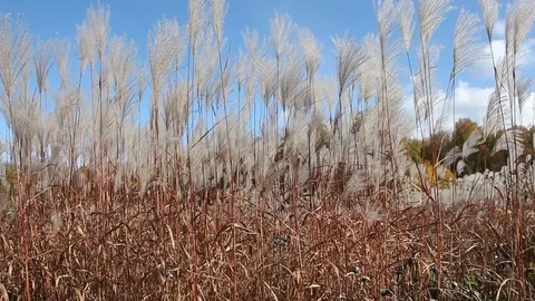Stalks a feather grass shaking on wind against of the blue sky in autumn Stock Footage 80759510